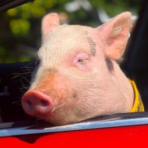 Meet your Posher, Anastassia